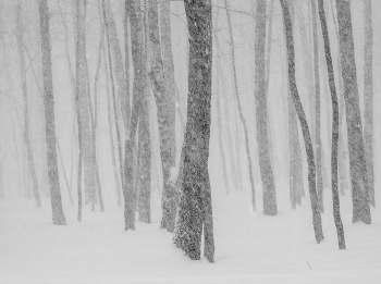 Schneesturm / ***