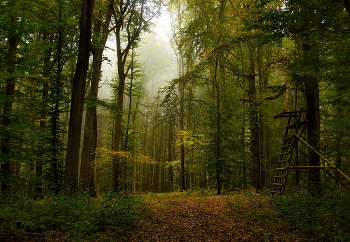Nebel Blätter / ***