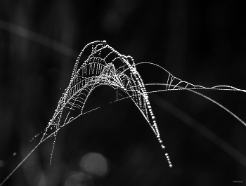 Ohne Titel / ...