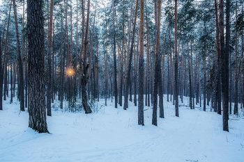 Abend im Wald / ***