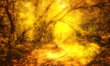 Herbst-Traum / ***