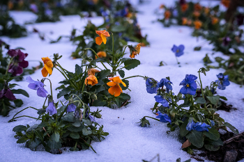 Unexpected winter / some kind of cold