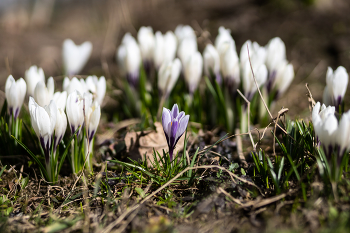 Frühlingsblumen / ***