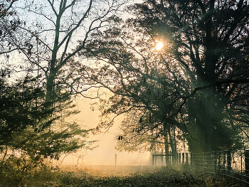 Nebliger Morgen / ***