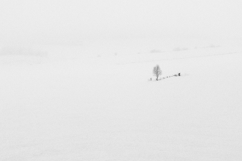 Winter / ***