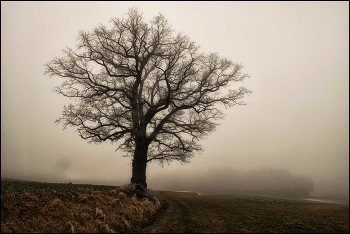 Die Eiche im Nebel / Alte Eiche