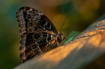 Schmetterling / ***
