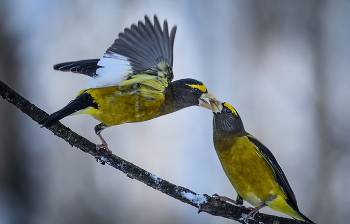 Evening grosbeak (Male) / ***