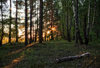 Abend in den Wald / ***