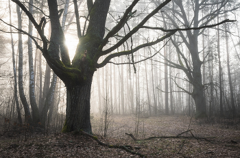 im Morgennebel / ***
