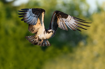 Osprey / ***