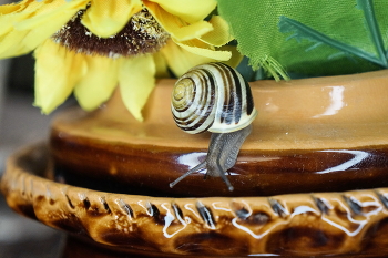 Forscher / ***