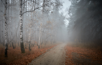 Wald im Nebel / ***