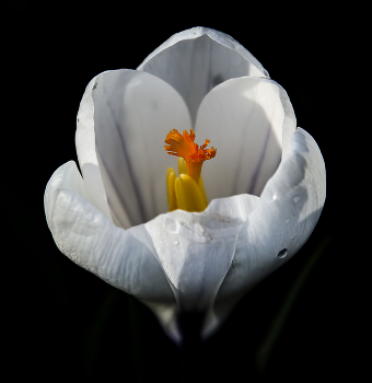 Krokus / ***