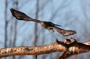 Im Flug / ***