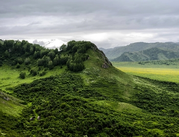 Greens / ***