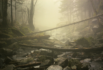 Nebel im Wald / ***