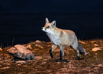 Fuchs / ***