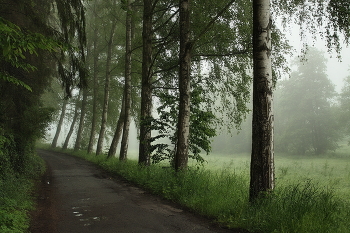 Sommer-Nebel / ***
