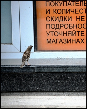 Leser / ***