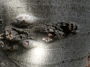 Strange Body / ätherisch