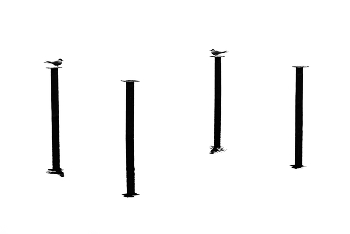Ernennung / ***