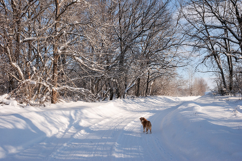 Winterwanderung / ***