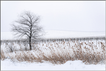 Weinberg / ***