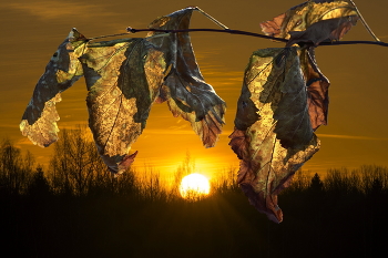 Sonnenaufgang / ***