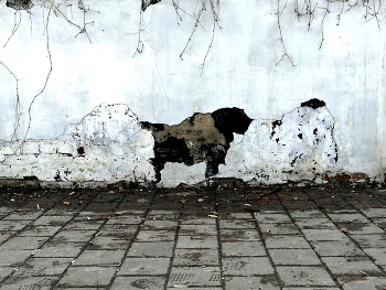 Hund / ***