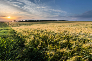 Abend im Juli / ***
