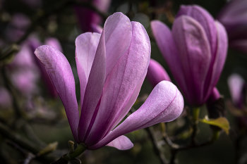 Magnolienbaum / ***