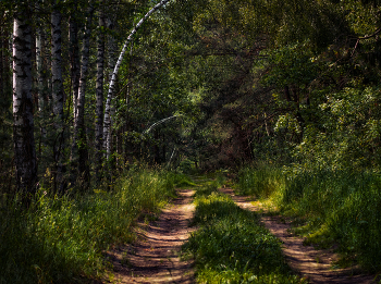 Über den Sommer in den Wäldern / ***