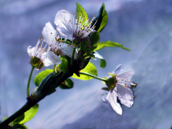 Apfelblüte / ***