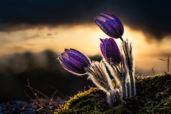 3 Blumen / nach dem Gewitter