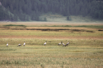 Cranes / ***
