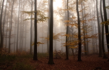 Nebliger Morgen / ***