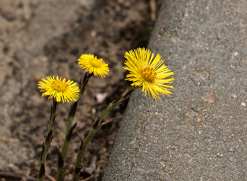Stadt Blumen / ***