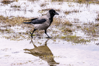 Raven / ***