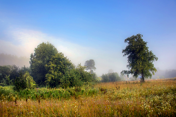 Morgen im Juli / ***