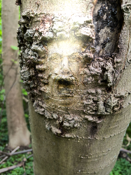 The man in the tree / What's up?