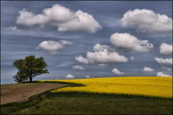 Eiche im Rapsfeld / Frühling