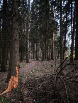  / 🌲🪵🐾
