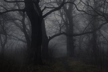Nebliger Morgen / ***