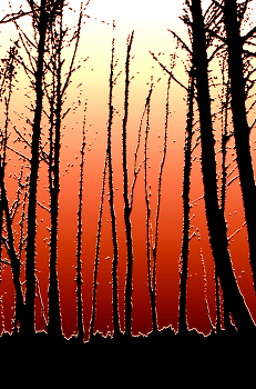 Feuer / ***