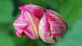 Regen / ***