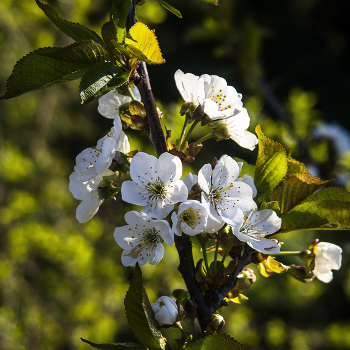 Apfelbaum in voller Blüte / ***