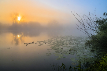 Morgennebel. / ***