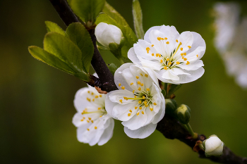 Pflaumenblüte / ***