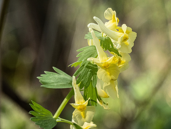 Frühlingsblumen / ***